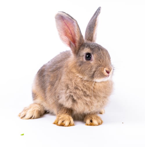 Preview: Cute looking brown rabbit isolated white background