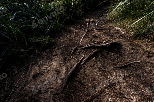 Preview: top view of roots on ground near green grass