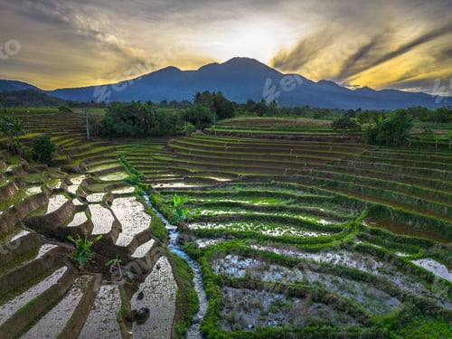 Preview: Beautiful morning view indonesia panorama landscape paddy fields