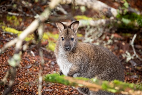 Preview: Cute wallaby pictured in its natural habitat