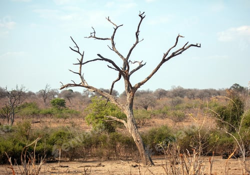 Preview: African savannah arid landscape, Bare tree, blue sky