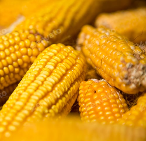 Preview: Natural corn without chemical additives and genetically modified additives.