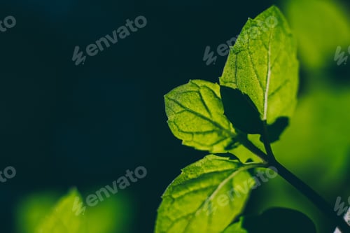 Preview: Green leaf