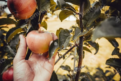 Preview: A hand plucks an apple from a branch