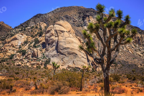 Preview: Rocks And Landscapes Of Joshua Tree In Joshua Tree National Park, California