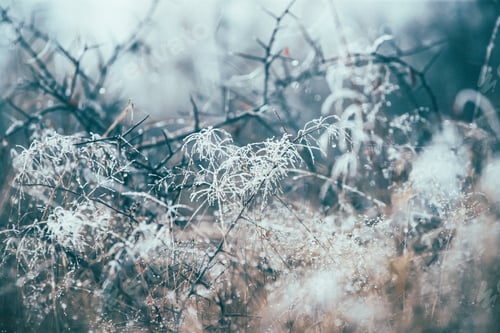 Preview: Cold weather background concept. Frozen grass on the meadow with copy space.