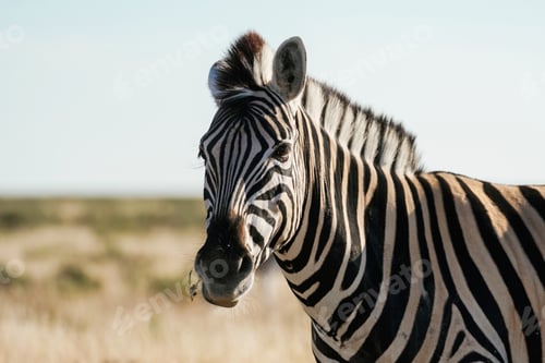 Preview: Side view. Zebra in the wildlife at daytime