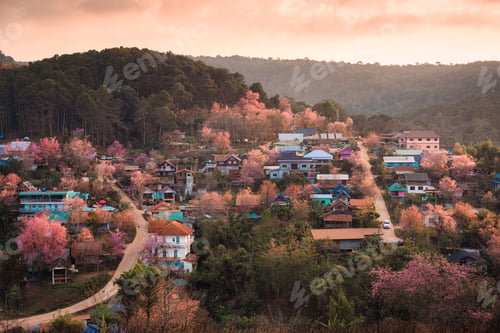 Preview: Rural scene of Thai tribe village with wild himalayan cherry tree blooming in springtime