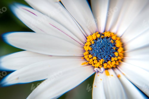 Preview: white flower