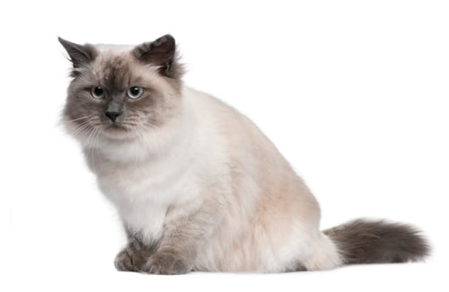 Preview: Siberian cat, 18 months old, sitting in front of white background