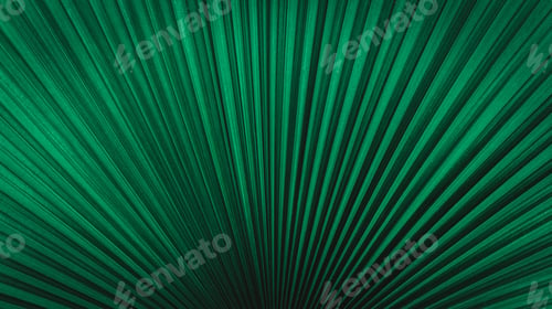 Preview: Green palm leaf texture. Plant wall, natural green wallpaper and background.