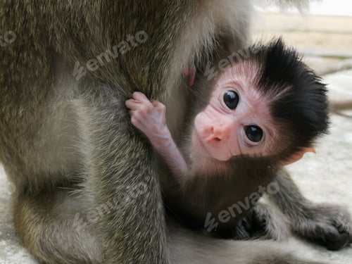 Preview: Baby monkey in mother's arms