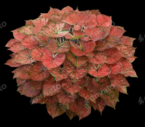 Preview: Beautiful colorful caladium on Black background isolate with clipping path.