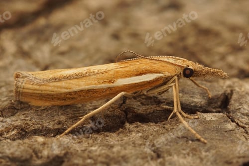 Preview: Close-Up of Common Grass-Veneer Moth