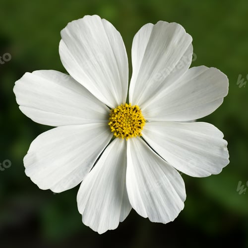 Preview: Closeup of a Cosmos Flower.