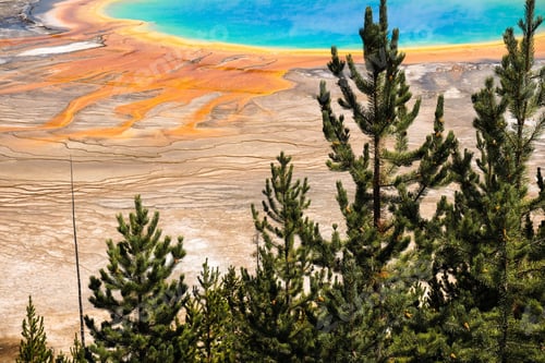 Preview: Grand prismatic spring with trees in the foreground