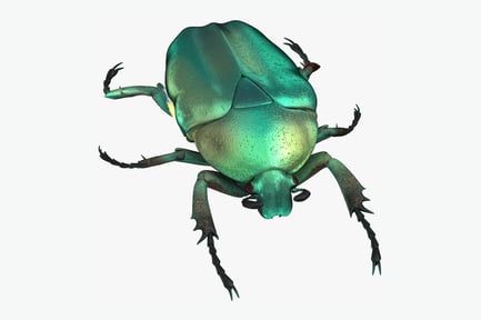 Preview: Emerald Scarab Beetle
