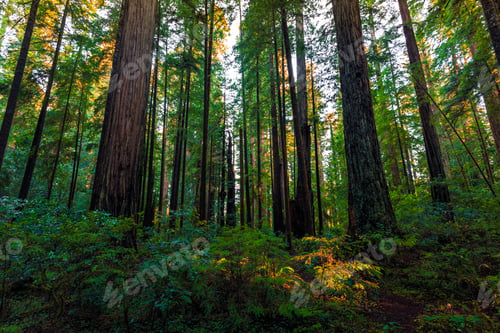 Preview: Forest Landscape, Redwoods National & State Parks, California