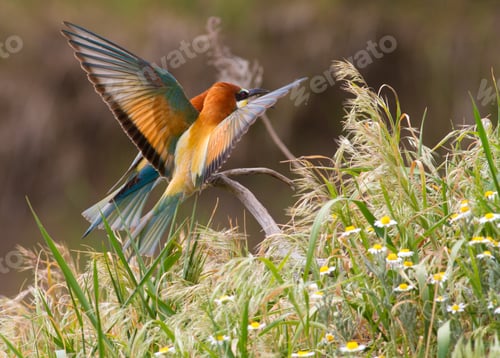 Preview: European bee eater, Merops apiaster. Common bee-eater.