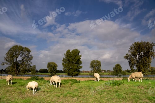 Preview: Sheep on a dike