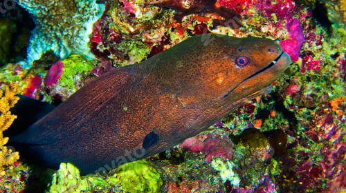 Preview: Giant Moray, Maldives