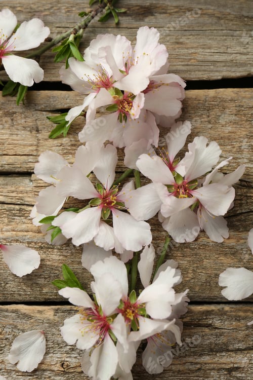 Preview: Beautiful blossoming tree branches and flower petals on wooden table, flat lay. Spring season