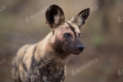 Preview: Closeup shot of an african wild dog with a blurred background
