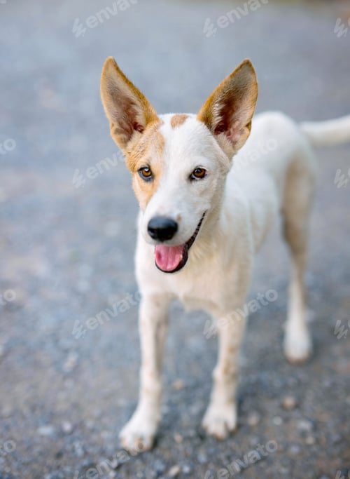 Preview: dog with white and brown coat is standing on gravel road