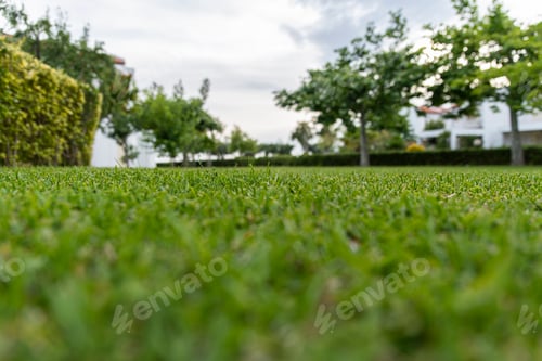 Preview: Low view in the grass with a garden view