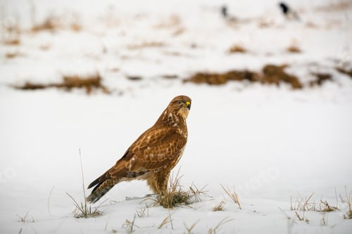 Preview: Common buzzard buteo buteo on winter field