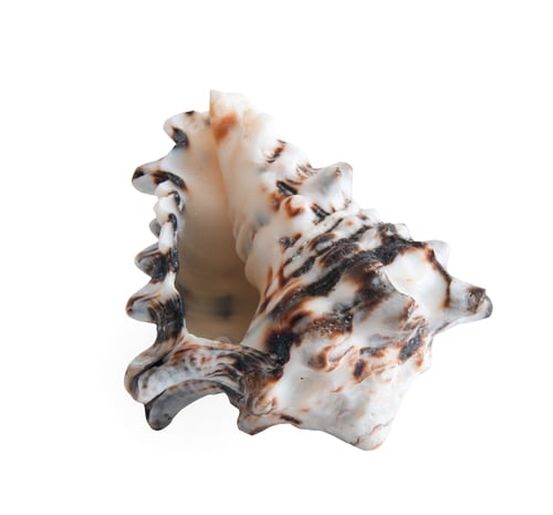 Isolated Spiky Seashell Against a White Backdrop