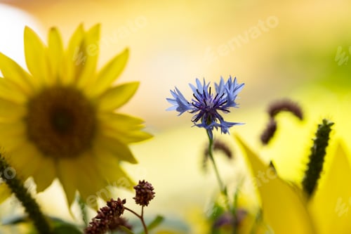 Preview: Bouquet of sunflowers, petunias, carnations and other wildflowers and flower beds