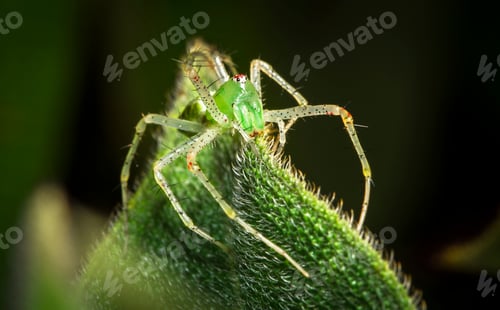 Preview: Green Lynx Spider in Belize