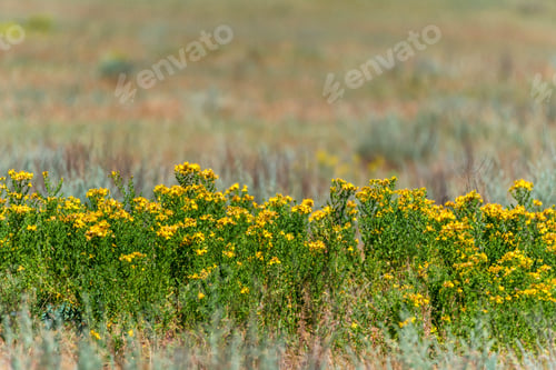 Preview: Hypericum or St. John's wort. Beautiful flowers in the field.