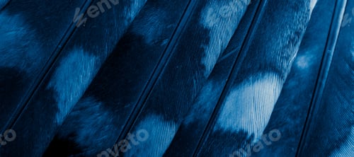 Preview: blue feathers of the owl with visible details