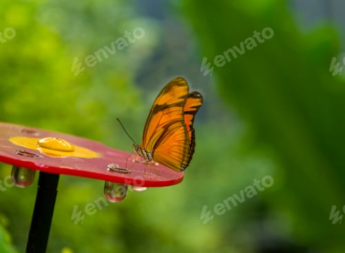 Preview: Little Orange Oak Tiger Butterfly