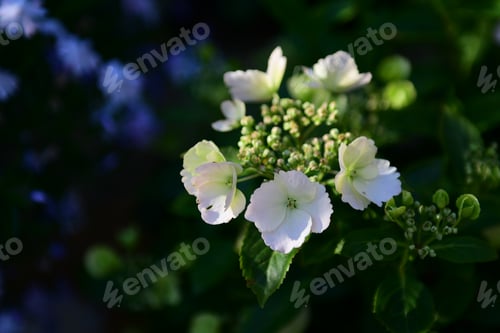 Preview: Closeup shot of Runaway Bride Hydrangea flowers