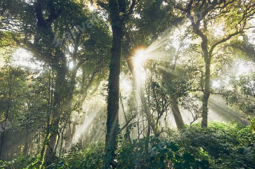 Preview: Mysterious morning in tropical rainforest