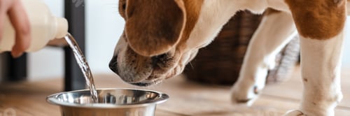Preview: Beagle dog eating from a bowl