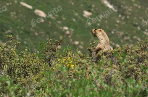 Preview: Alpine marmot shouting
