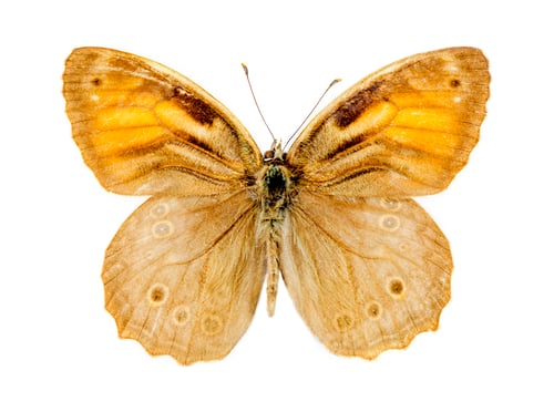 Preview: Lattice Brown butterfly