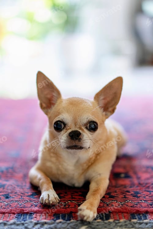 Preview: Chihuahua dog laying in Persian rug