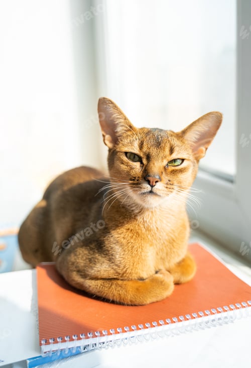 Preview: Smart cat lying on notebooks. Red kitten of Abyssinian breed sitting on windowsill near window.