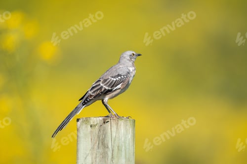 Preview: Mockingbird perched on a wooden post