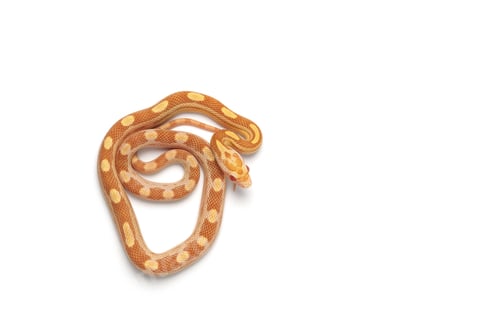 Preview: Corn snake isolated on white background
