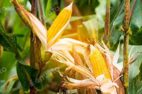 Preview: yellow cob of sweet corn on the field. Collect corn crop.