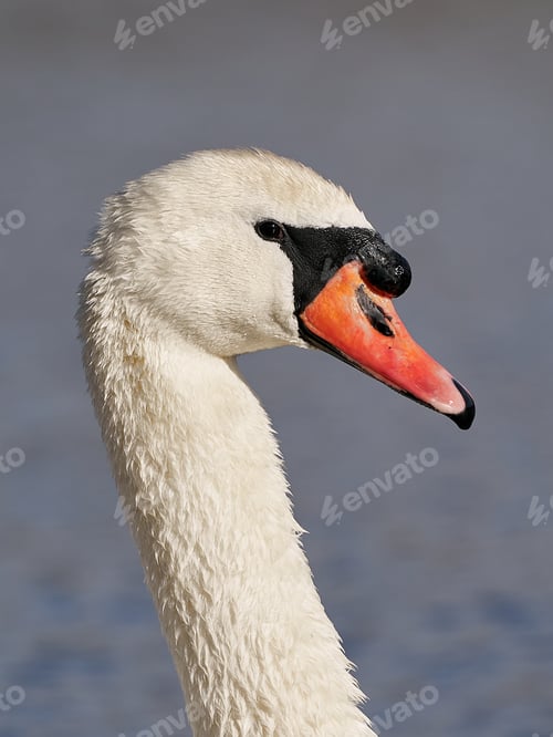 Preview: Mute swan (Cygnus olor)