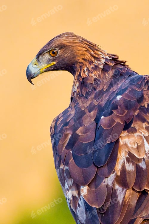 Preview: Golden Eagle, Mediterranean Forest, Spain