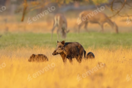 Preview: Wild boar in natural habitat on Veluwe