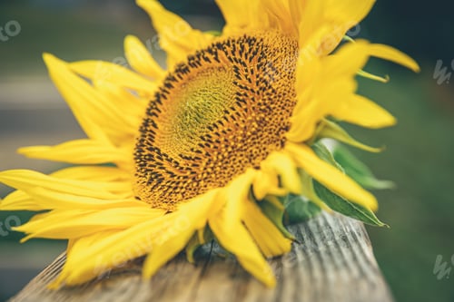 Preview: Close-up, a sunflower on a blurred background.